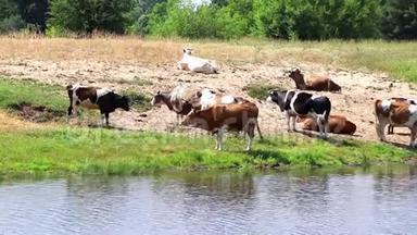 <strong>一群牛</strong>在浇水时用水解渴，中午休息